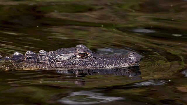 Alligator Video Clip in Florida 4k