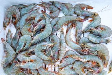 Top view fresh white shrimp for sale in seafood market. Closeup Fresh Sea Food, Fresh shrimp in the street market in Montenegro