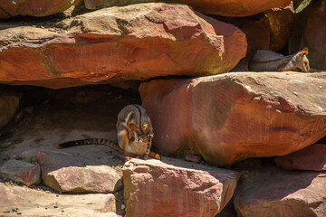 A female yellow-footed rock-wallaby (Petrogale xanthopus), formerly known as the ring-tailed rock-wallaby with joey in Australia