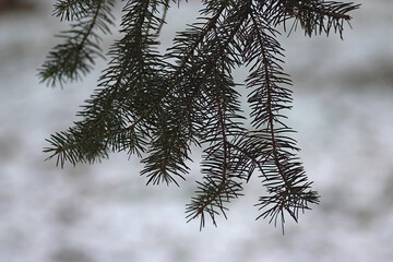 spruce branch at the beginning of winter