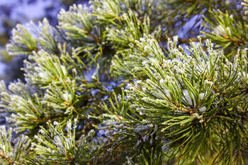 Naklejka na ściany i meble beautiful snowflakes on needles pine, snowy tree, snow on the branches