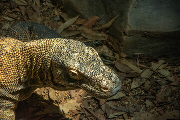 Head of Komodo Dragon (Varanus komodoensis), the largest lizard in the world