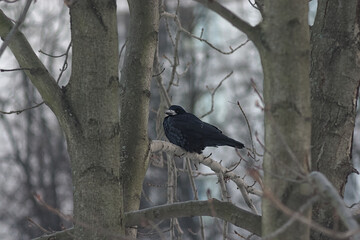 a crow sits on a tree branch in winter