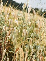 Close up of oat field.