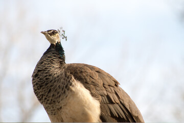 close up of a pheasant