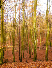 Obraz premium Polish forest in autumn.