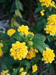 wild flowers are often found in the forest
