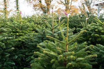 Plein de sapins pour No&euml;l expos&eacute;s en ext&eacute;rieur dans une jardinerie