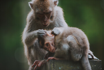 Monkey forest in Bali, ubud. Concept about nature and animals