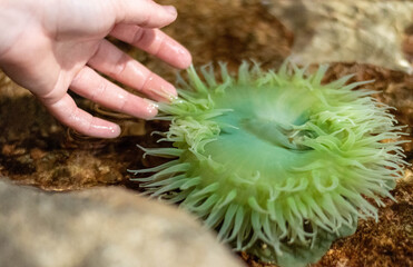 sea anemone reaching for a human hand