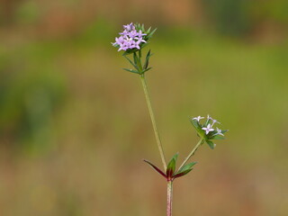Field Madder (Sherardia arvensis)