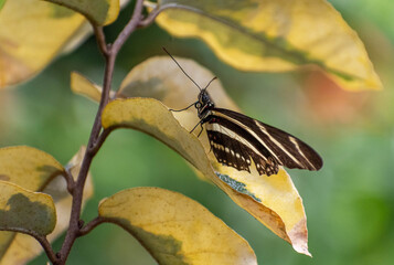 butterfly on leaf