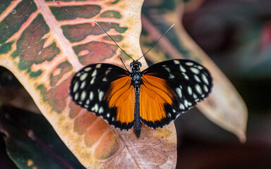 butterfly on a leaf
