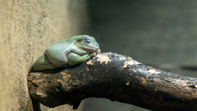 frog on a tree branch