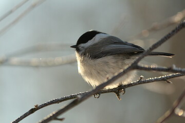 Poecile montanus or Willow Tit is sitting on a tree branch in sunlight against a clear sky on a cold winter day. 