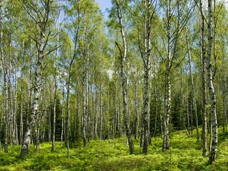 Birch grove overgrows the former impact area on the Jordan, in the Brdy Protected Landscape Area (CHKO Brdy), formerly a military area