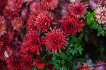 Red chrysanthemums in raindrops close-up. Winter flowers. Chrysanthemum background with a copy of the space.