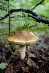 White mushrooms in the woods, on a background of leaves, bright sunlight. Boletus. Mushroom