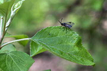 insects on a tree branch in the forest