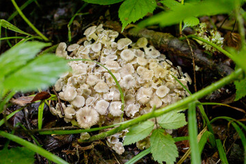 Oyster Mushrooms in the summer forest. A welcome find for the mushroom picker. Valuable and...