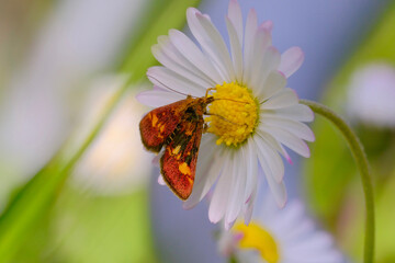 Schmetterling 