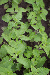 Melissa plant. Lemon balm in the garden. Countryside nature. Melissa leaf. Organic agriculture. Tea flavor. Melissa grows in rows on a bed on the ground.