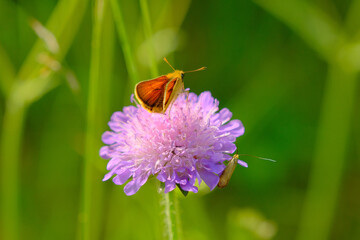Schmetterling 