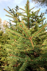 Close-up photo of a beautiful spruce branch