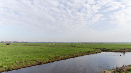 Cows walking in a line on a meadow