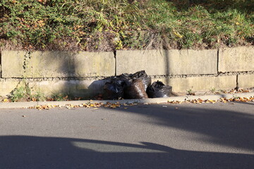 Fototapeta premium black bags with garbage on the street