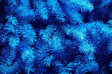 The branches of the Christmas tree are covered with hoarfrost and illuminated with blue light