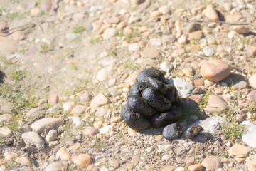 horse poop on the floor of the riding school