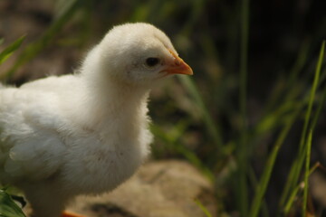 Retrato acercamiento a un pollito de granja