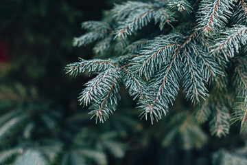 Fluffy branches of a fir-tree with frost. Christmas wallpaper or postcard concept.