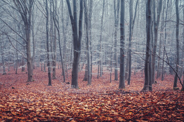 oak forest in fog, ground covered with fallen red leaves, autumn dry weather