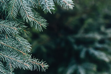 Fluffy branches of a fir-tree with frost. Christmas wallpaper or postcard concept.