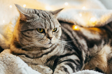 Funny cat (Scottish Stright breed), laying on the white blanket with twinkles.