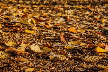 Fall autumn details after the rain selective focus.Deep in thought meditation concept.Bright fall natural background.Autumn leaves in forest. Beautiful fall season relaxation concept copy space