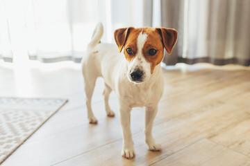 Adorable dog Jack Russell Terrier on a wooden floor at home.