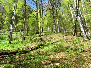 Slope covered in beech forest in lush foliage in spring