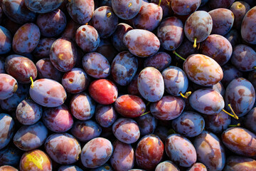Ripe plums. Close up of fresh plums, top view. Macro photo food fruit plums. Texture background of...