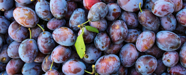Banner. Ripe plums. Close up of fresh plums, top view. Macro photo food fruit plums. Texture background of fresh blue plums. Image fruit product. D'Agen French prune plum. Plums with a few leaves.