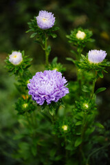 Cast of purple asters on a green background.