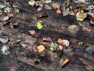 liście na deskach idealne na pulpit
