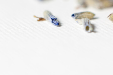 Dry lavander flower on paper background