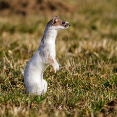 Hermelin (Mustela erminea)