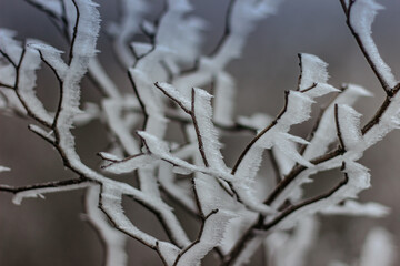 Frozen branches background symbolizing cold winter mornings.First frosts and frozen nature. Branch covered with frosty rime. Winter macro picture.Frosty morning. Quiet clear weather.Fresh nature