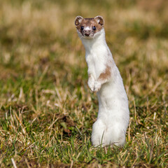 Hermelin (Mustela erminea)