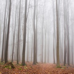 Footpath in a beech forest in autumn disappearing in the fog, high straight trunks, gloomy mood, Brdy Protected Landscape Area (CHKO Brdy), Czech Republic