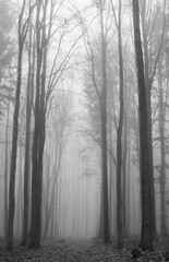 Footpath in a beech forest in autumn disappearing in the fog, high straight trunks, gloomy mood in black and white, portrait format, Brdy Protected Landscape Area (CHKO Brdy), Czech Republic